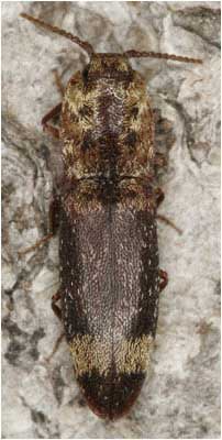 Lacon querceus