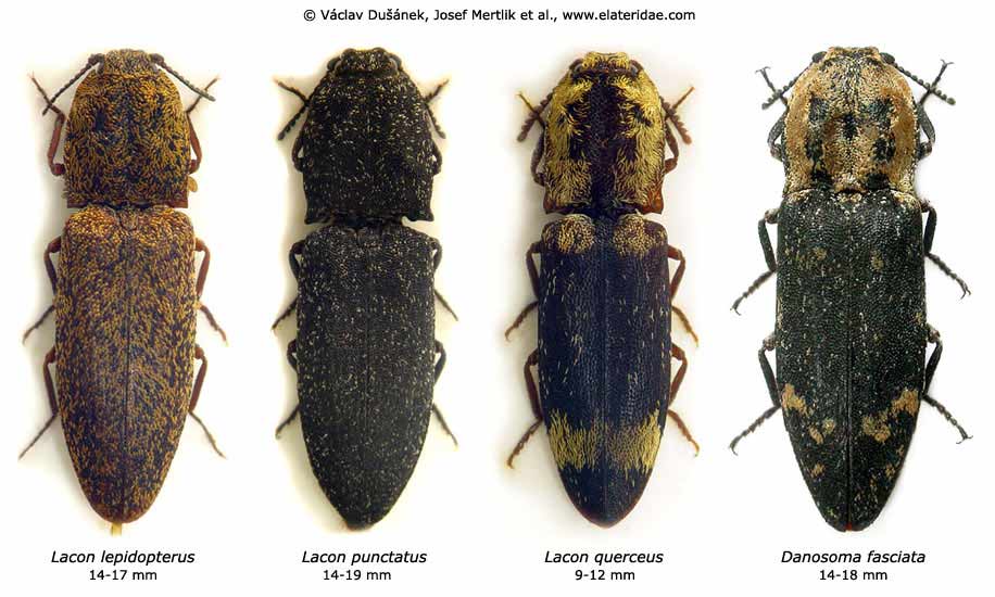 Lacon species and Danosoma