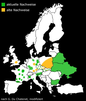 Lacon querceus Verbreitung Europa