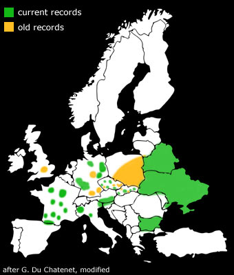 Lacon querceus Distribution Europe