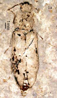 Paradesmatus baiae photo a