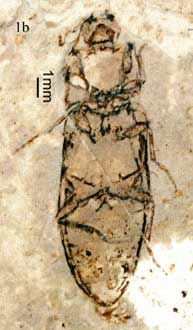Paradesmatus baiae photo b