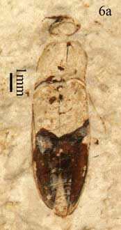 Paradesmatus ponomarenkoi photo a