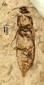 Paradesmatus ponomarenkoi photo b