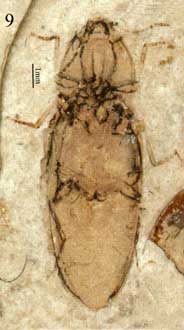 Protagrypnus robustus photo a