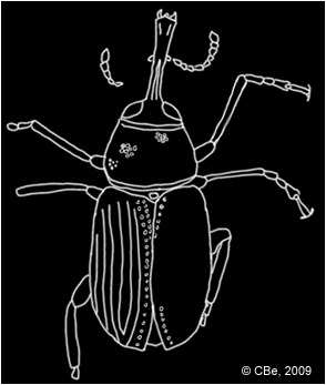 Cratomacer immersus, gezeichnet nach V. V. Zherikhin und V. G. Gratshev