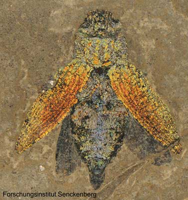 Psiloptera weigelti © Forschungsinstitut Senckenberg