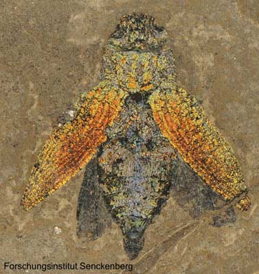 Psiloptera weigelti © Research Institute Senckenberg