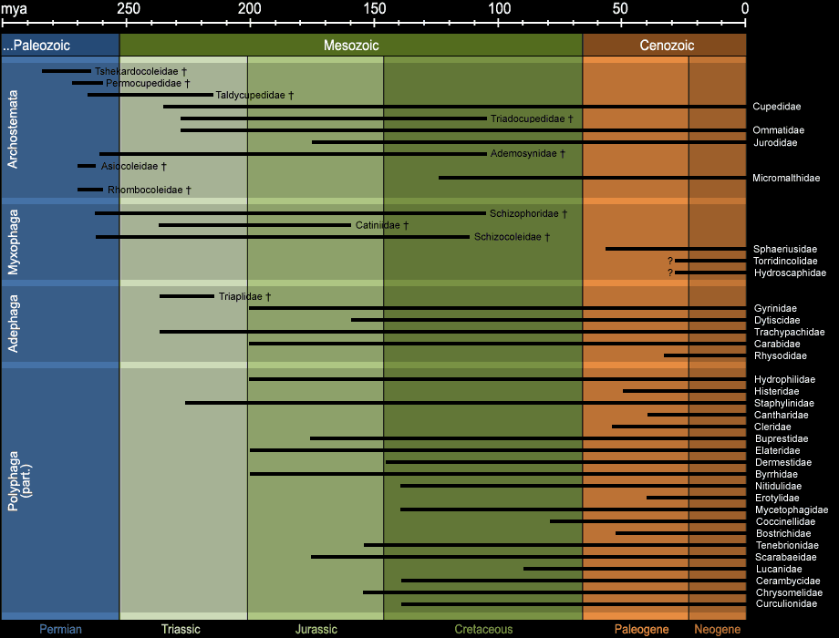 Phylogeny of the beetles