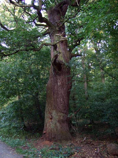 Old oak in a nature reserve