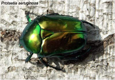 Protaetia aeruginosa