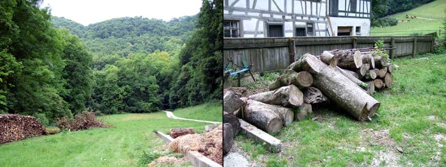 Habitat von Rosalia alpina, Schwäbische Alb, 2007