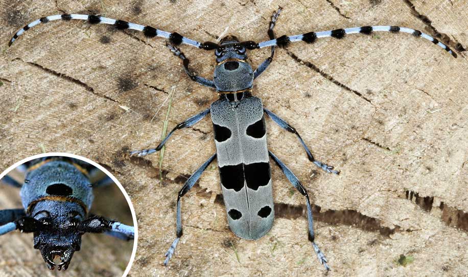 Rosalia alpina, female