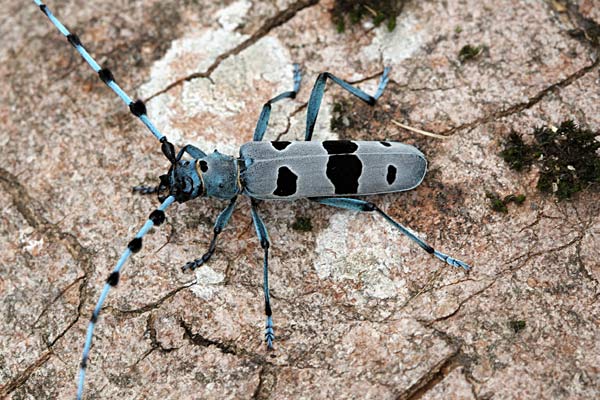 Rosalia alpina male