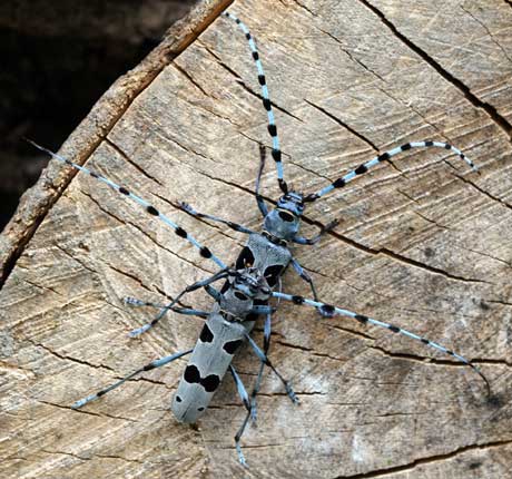 Paarung von Rosalia alpina