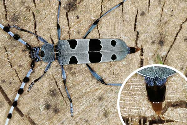 Weibchen von Rosalia alpina bei der Eiablage