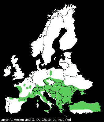 Distribution of Rosalia alpina