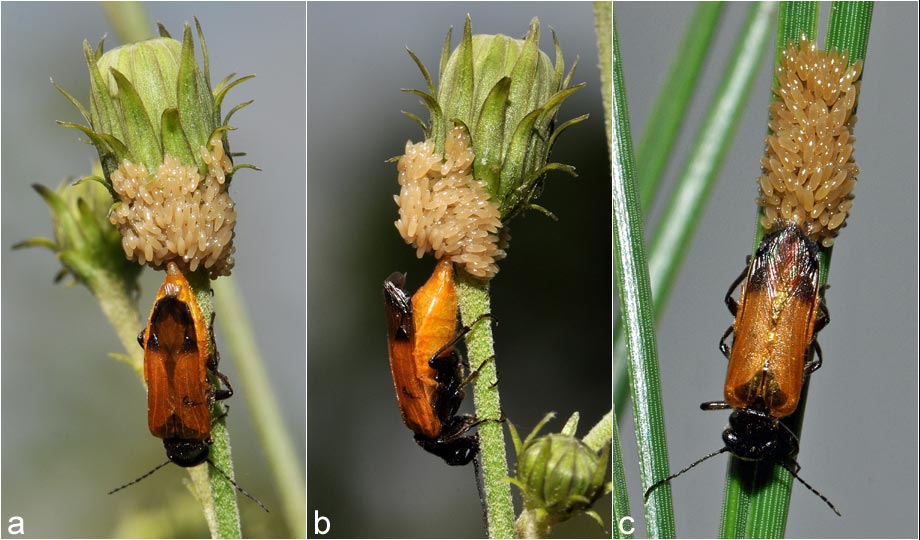 Oviposition of Stenoria analis