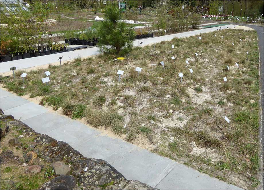 Sandtrockenrasen im Botanischen Garten in Gießen