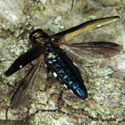 Agrilus biguttatus