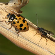 Coccinellidae