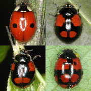Color patterns in Coccinellidae