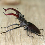 Lucanus cervus