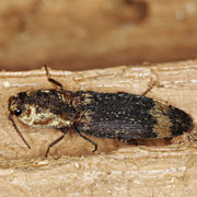 Lacon querceus