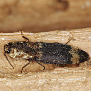 Lacon querceus